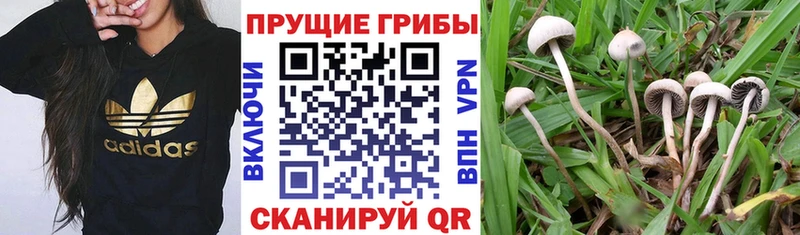Псилоцибиновые грибы Psilocybine cubensis  даркнет сайт  Заинск 